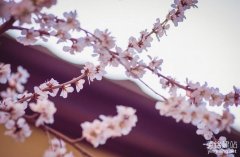 企業網站設計